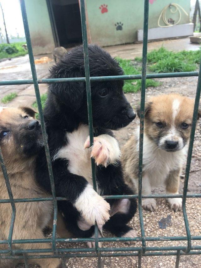 SAÜ’lü öğrencilerden sahipsiz hayvanlar bakımevine ziyaret