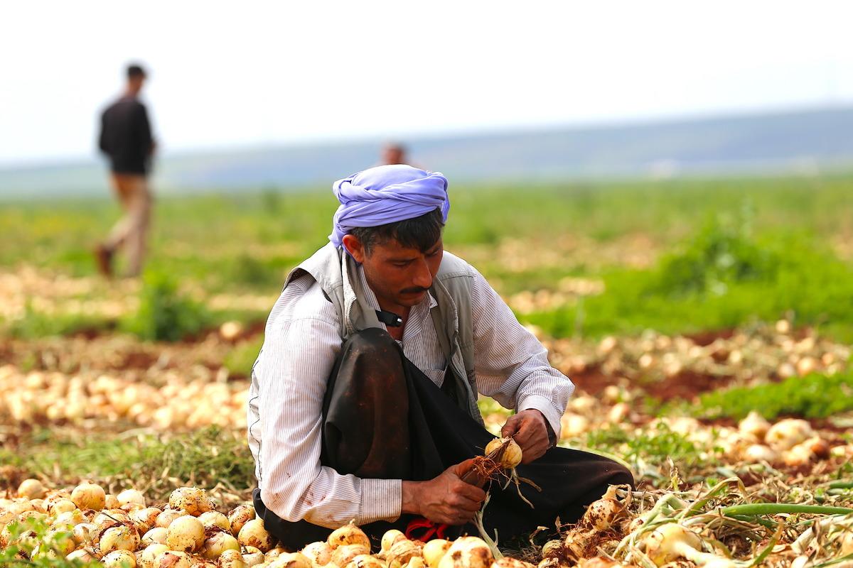 Milyonlarca haneye girecek! Hasat başladı 1