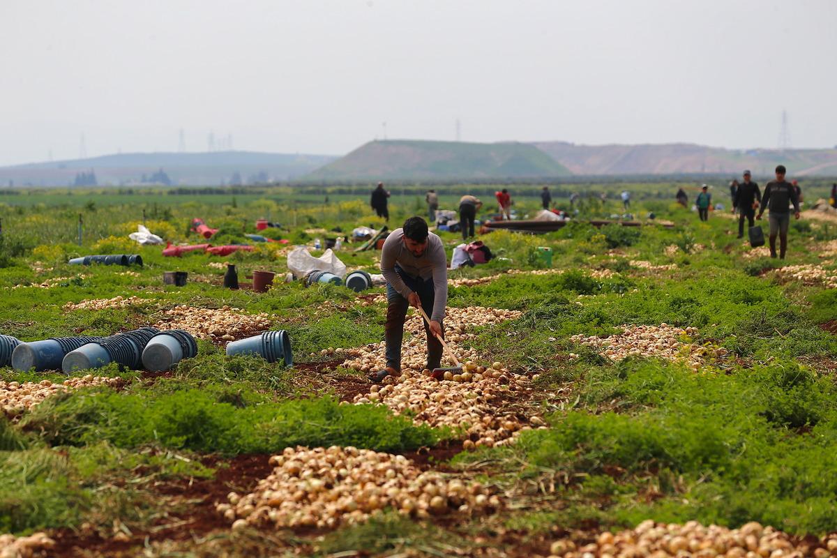 Milyonlarca haneye girecek! Hasat başladı 2