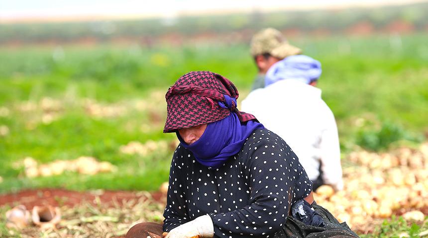 Milyonlarca haneye girecek! Hasat başladı