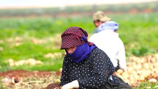 Milyonlarca haneye girecek! Hasat başladı