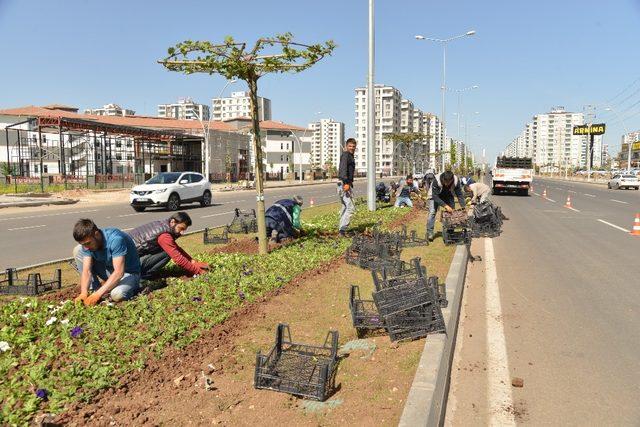 Büyükşehir, 4 milyon yazlık mevsimlik çiçek dikecek