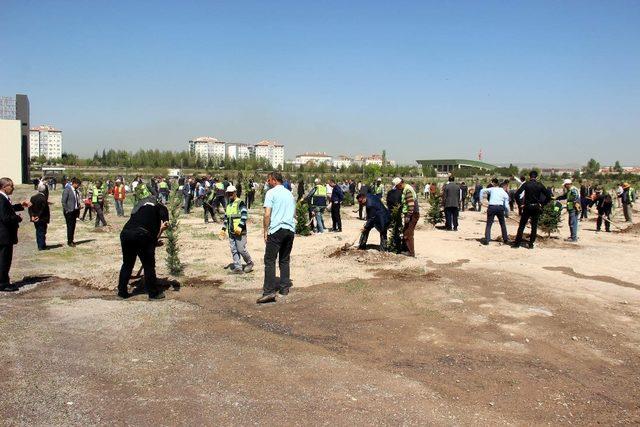 Daha yeşil Kayseri için bin adet fidan dikildi