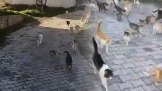 'Kedilerin babası' sosyal medyayı salladı: 128 kedi aynı anda koştu