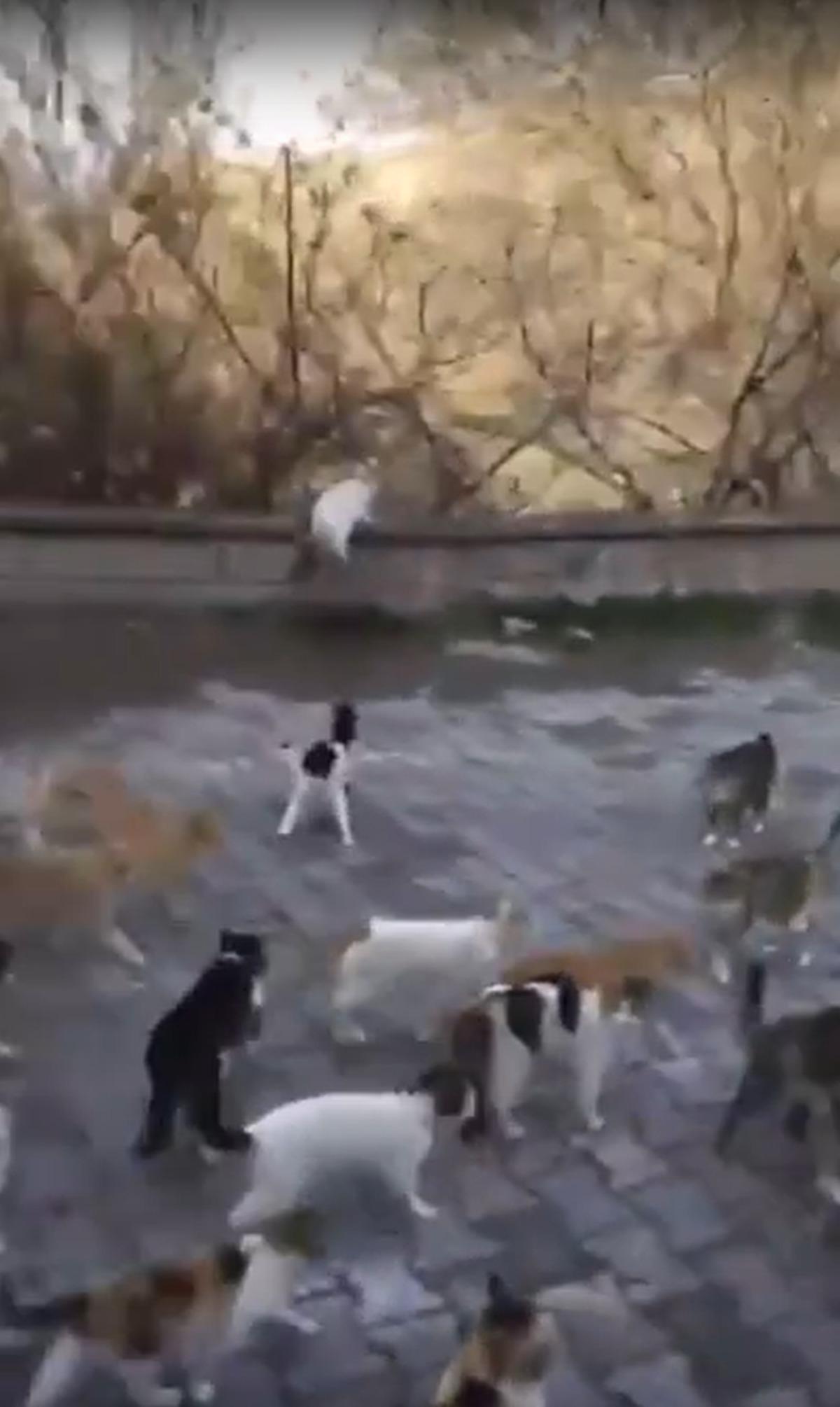  Kedilerin babası  sosyal medyayı salladı: 128 kedi aynı anda koştu 1