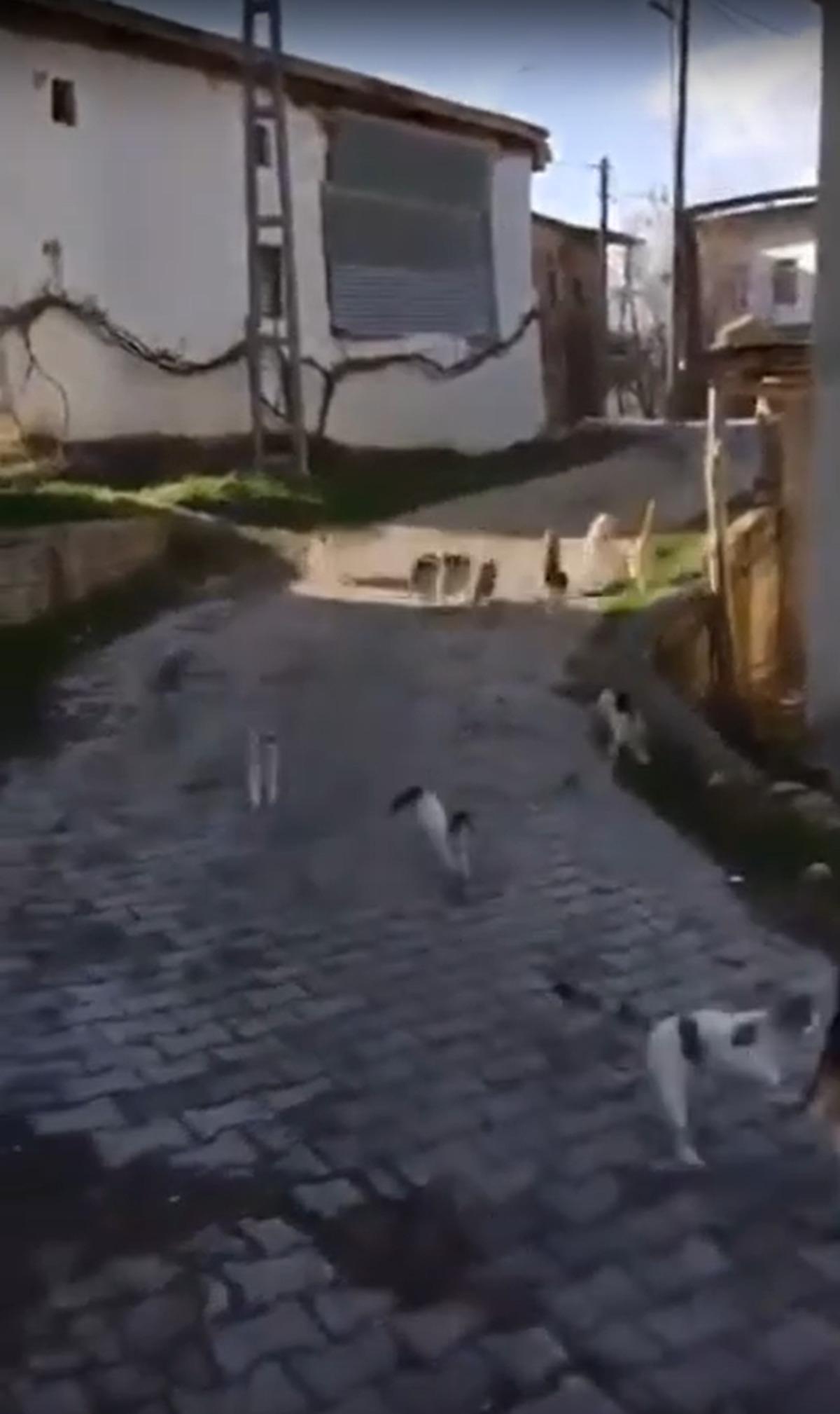  Kedilerin babası  sosyal medyayı salladı: 128 kedi aynı anda koştu 2