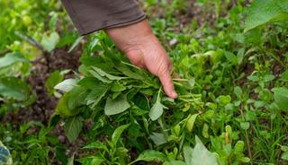 D&uuml;nyanın en sağlıklı yeşilliği belli oldu! Yol kenarında yetişiyor