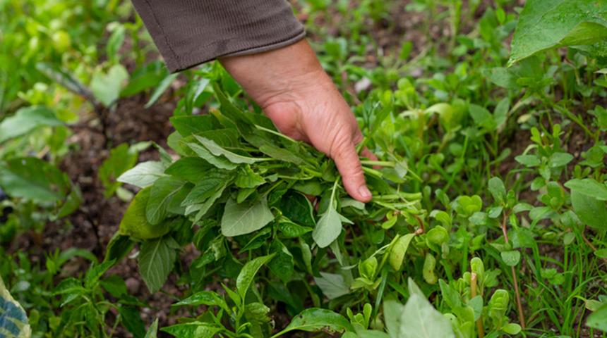 D&uuml;nyanın en sağlıklı yeşilliği belli oldu! Yol kenarında yetişiyor