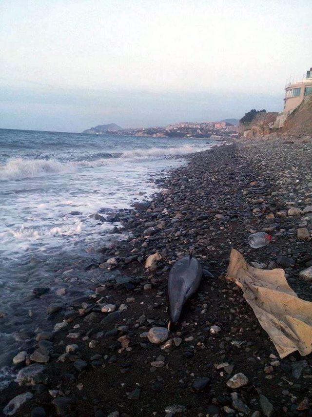 Zonguldak'ta 2 ölü yunus sahile vurdu