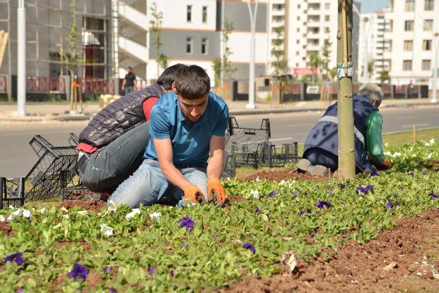 Diyarbakır'a 4 milyon yazlık mevsimlik çiçek dikilecek