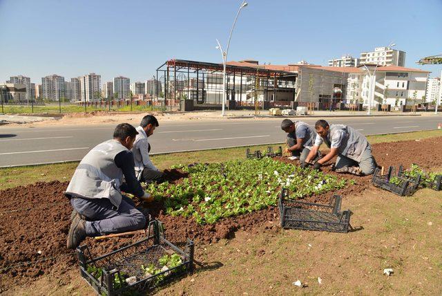 Diyarbakır'a 4 milyon yazlık mevsimlik çiçek dikilecek