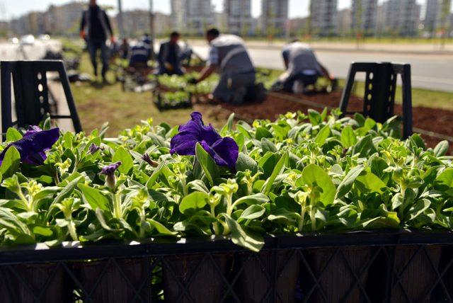 Diyarbakır'a 4 milyon yazlık mevsimlik çiçek dikilecek