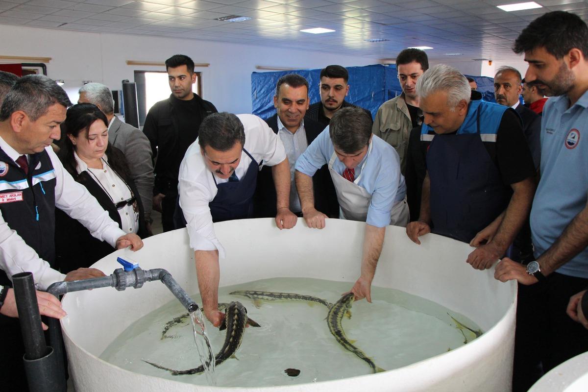 Bu balığın havyarı 2 bin dolardan satılıyor! &Ccedil;iple Karadeniz e bırakılacak  1