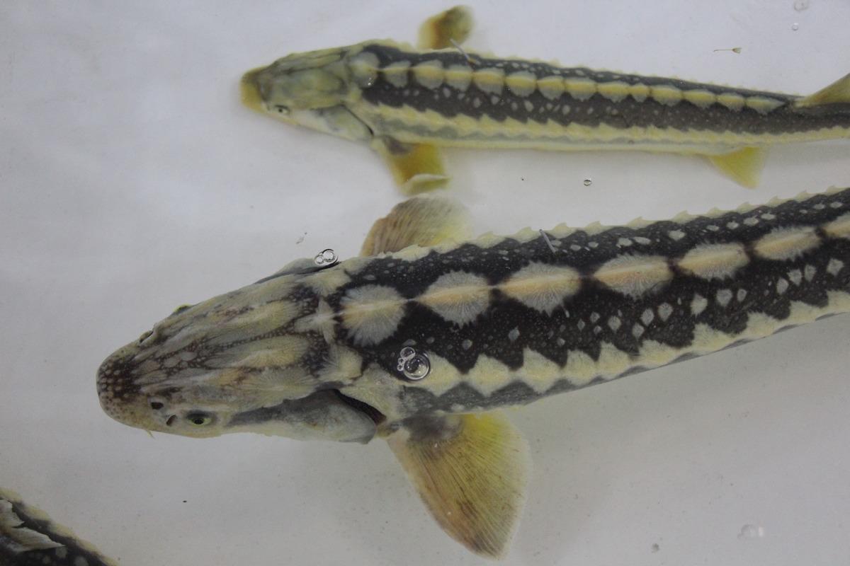 Bu balığın havyarı 2 bin dolardan satılıyor! &Ccedil;iple Karadeniz e bırakılacak  5