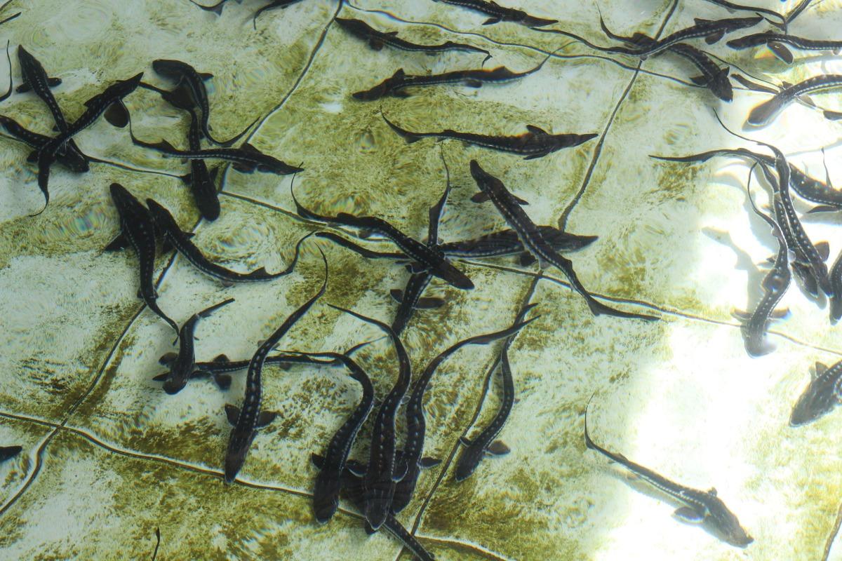 Bu balığın havyarı 2 bin dolardan satılıyor! &Ccedil;iple Karadeniz e bırakılacak  4