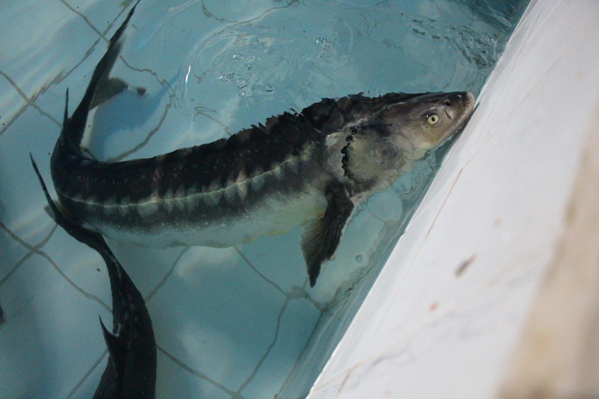 Bu balığın havyarı 2 bin dolardan satılıyor! &Ccedil;iple Karadeniz e bırakılacak  3