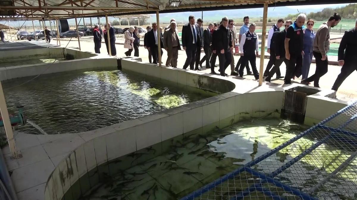 Bu balığın havyarı 2 bin dolardan satılıyor! &Ccedil;iple Karadeniz e bırakılacak  9