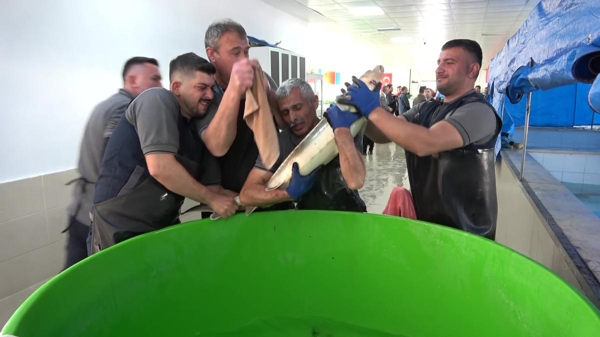 Bu balığın havyarı 2 bin dolardan satılıyor! &Ccedil;iple Karadeniz e bırakılacak  10