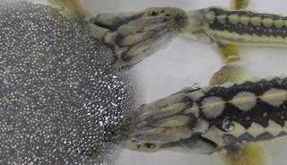 Bu balığın havyarı 2 bin dolardan satılıyor!