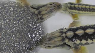 Bu balığın havyarı 2 bin dolardan satılıyor! Çiple Karadeniz'e bırakılacak 