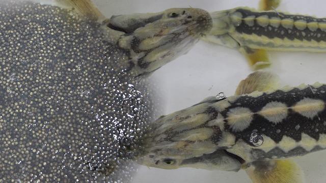 Bu balığın havyarı 2 bin dolardan satılıyor! Çiple Karadeniz'e bırakılacak 