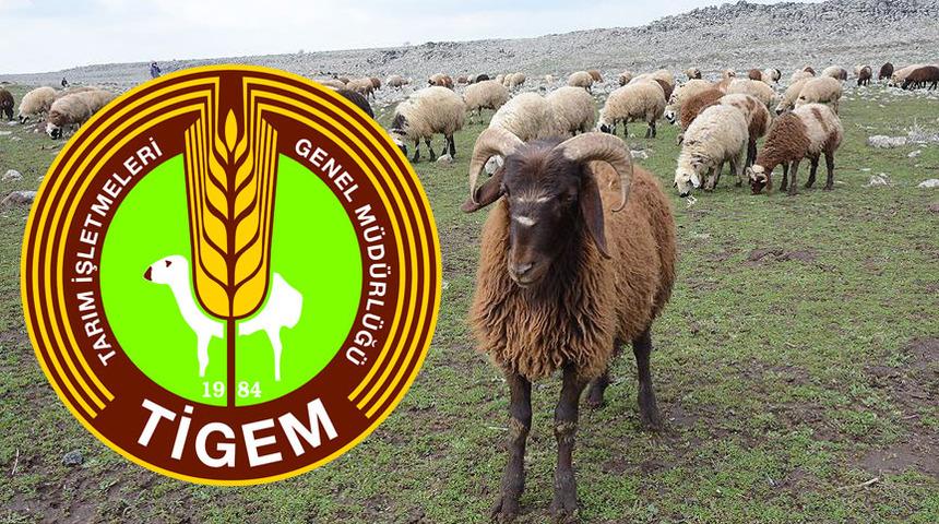 300 koyun teşviki için başvuru sonuçları açıklandı! İşte kazananlardan istenen belgeler