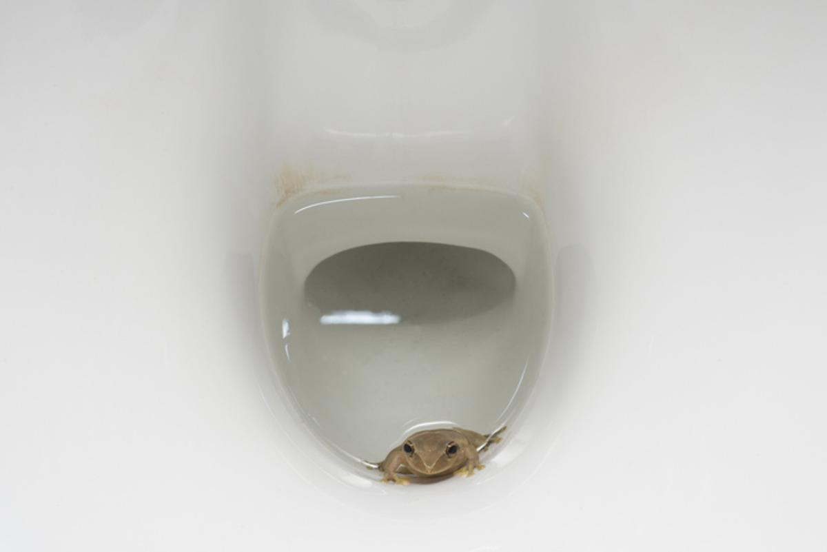 Başıma gelmez demeyin! Klozetten &ccedil;ıkabilecek 5 hayvan 2