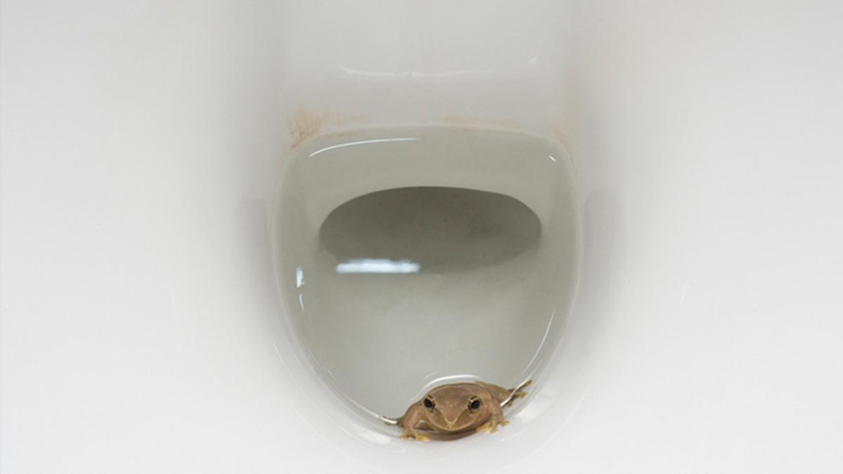 Başıma gelmez demeyin! Klozetten çıkabilecek 5 hayvan