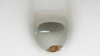 Başıma gelmez demeyin! Klozetten çıkabilecek 5 hayvan