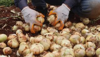 Sınır hattında bereketli hasat: Soğanın tarla fiyatı dikkat &ccedil;ekti
