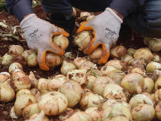Sınır hattında bereketli hasat: Soğanın tarla fiyatı dikkat &ccedil;ekti