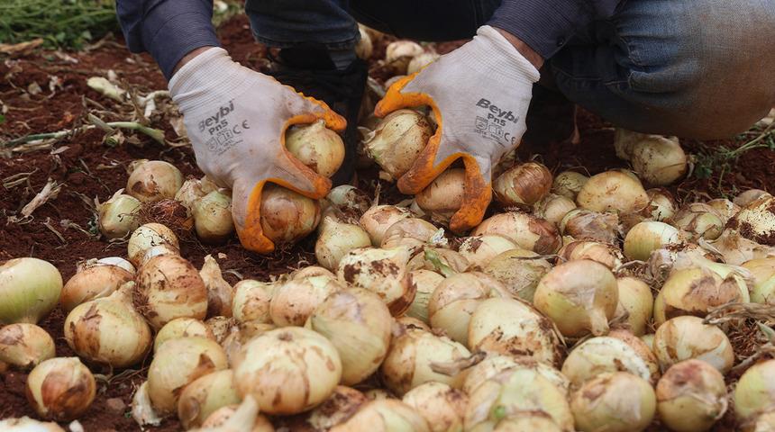 Sınır hattında bereketli hasat: Soğanın tarla fiyatı dikkat &ccedil;ekti