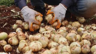 Sınır hattında bereketli hasat: Soğanın tarla fiyatı dikkat çekti