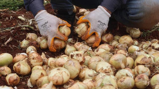 Sınır hattında bereketli hasat: Soğanın tarla fiyatı dikkat çekti