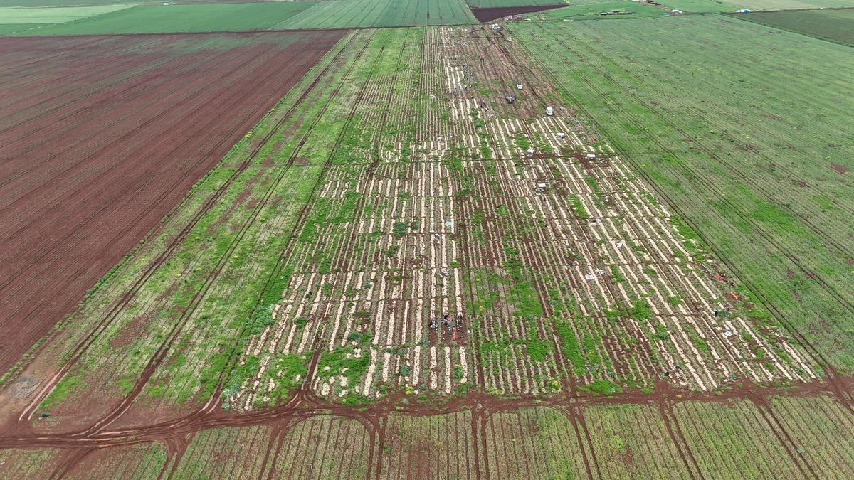 Sınır hattında bereketli hasat: Soğanın tarla fiyatı dikkat &ccedil;ekti 1