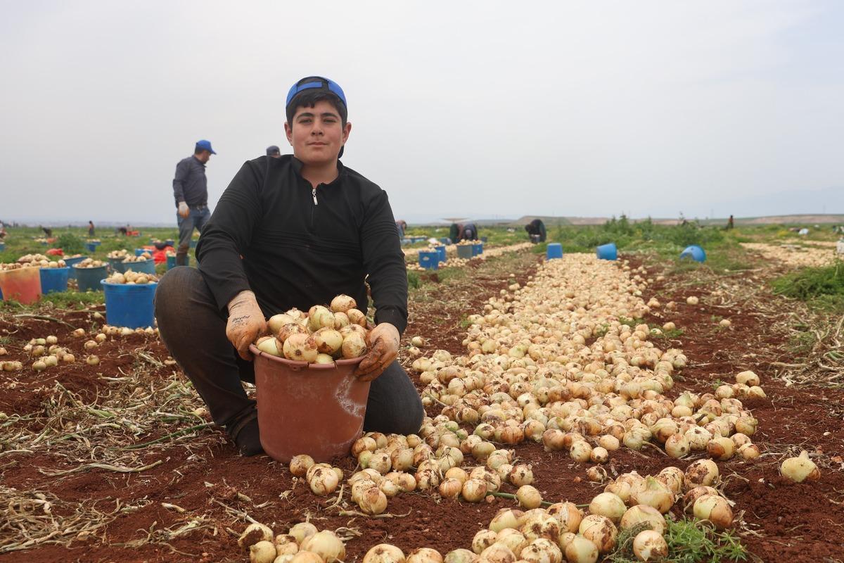 Sınır hattında bereketli hasat: Soğanın tarla fiyatı dikkat &ccedil;ekti 2