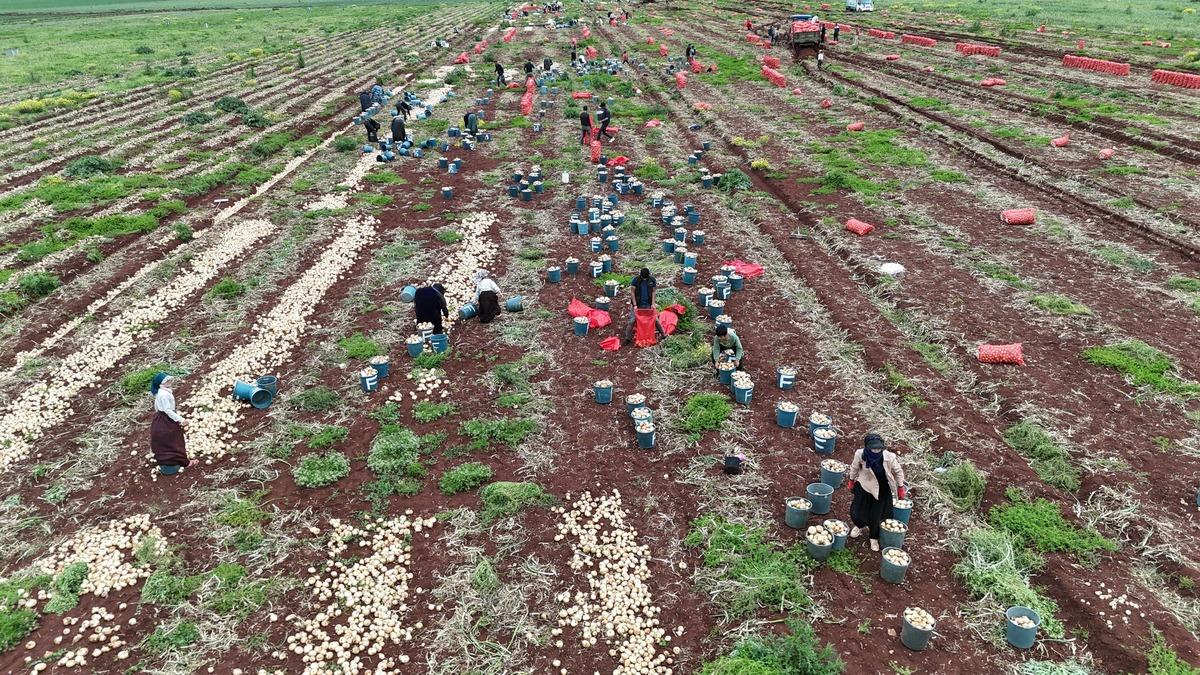 Sınır hattında bereketli hasat: Soğanın tarla fiyatı dikkat &ccedil;ekti 3