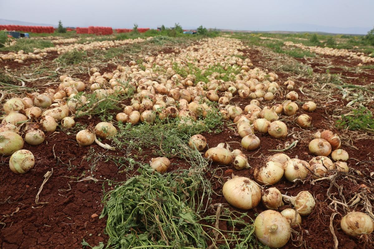 Sınır hattında bereketli hasat: Soğanın tarla fiyatı dikkat &ccedil;ekti 4