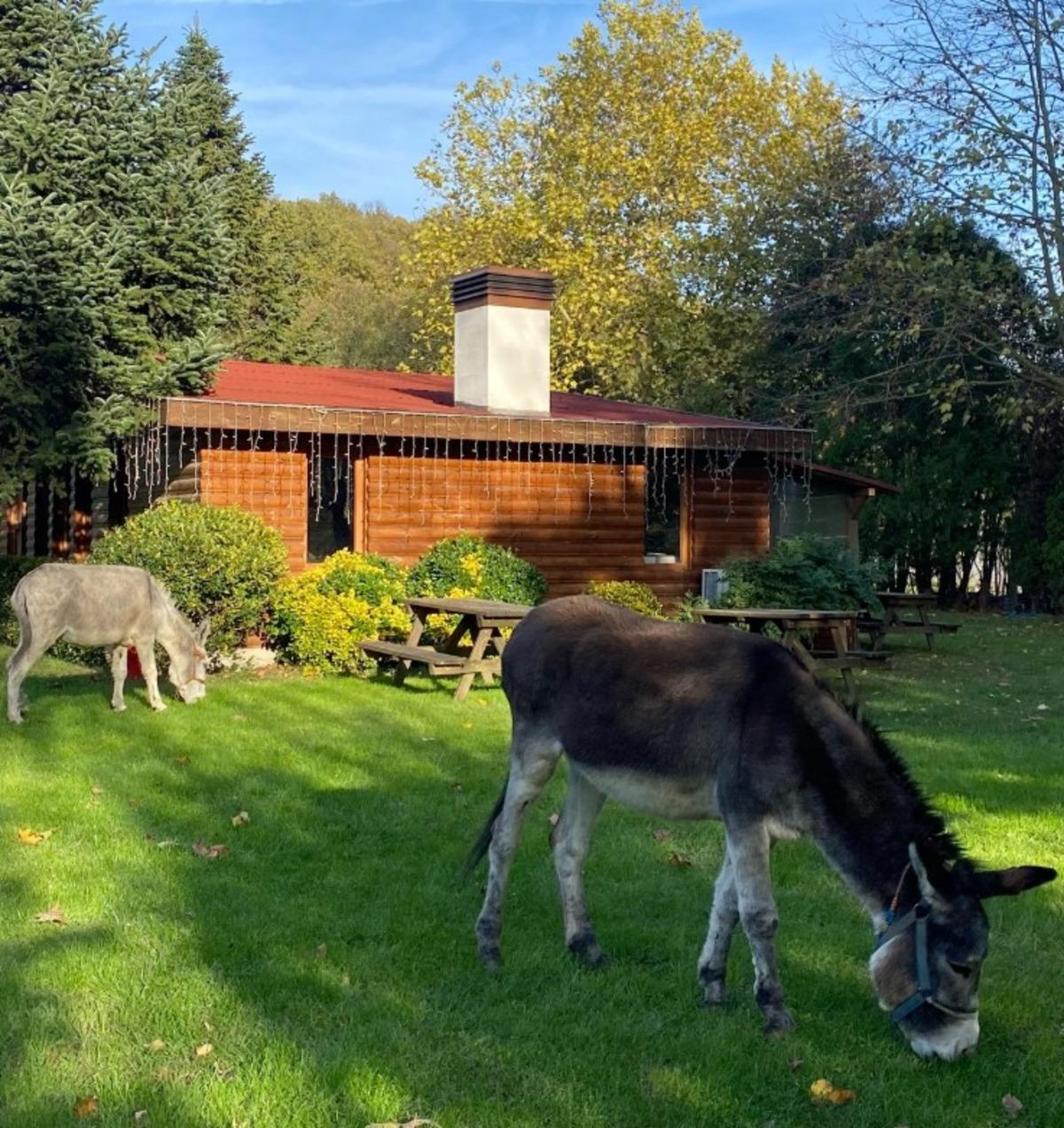 17 d&ouml;n&uuml;ml&uuml;k araziye kendi &ccedil;iftliğini kurdu! İlker Ayrık doğa ile i&ccedil; i&ccedil; bir yaşam s&uuml;r&uuml;yor  2