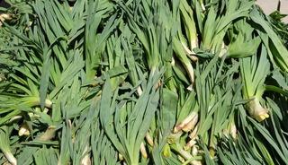 &Ccedil;iriş otu tezgahta 100 liradan kapış kapış gidiyor: Mideyi temizliyor