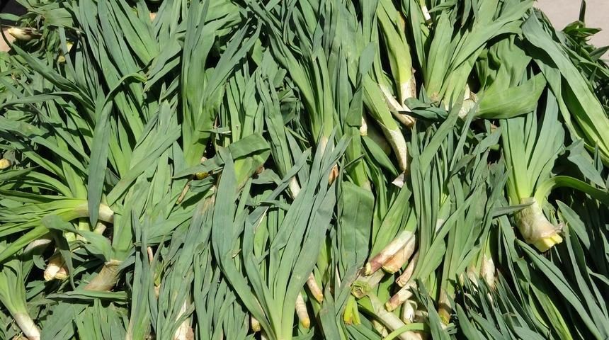 &Ccedil;iriş otu tezgahta 100 liradan kapış kapış gidiyor: Mideyi temizliyor