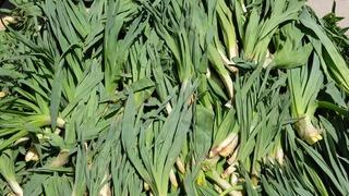 Çiriş otu tezgahta 100 liradan kapış kapış gidiyor: Mideyi temizliyor