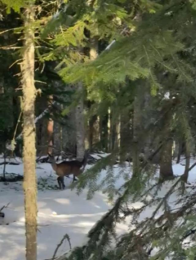 Kastamonu&rsquo;da karacalar su i&ccedil;erken g&ouml;r&uuml;nt&uuml;lendi 3