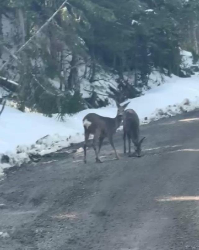 Kastamonu&rsquo;da karacalar su i&ccedil;erken g&ouml;r&uuml;nt&uuml;lendi 2