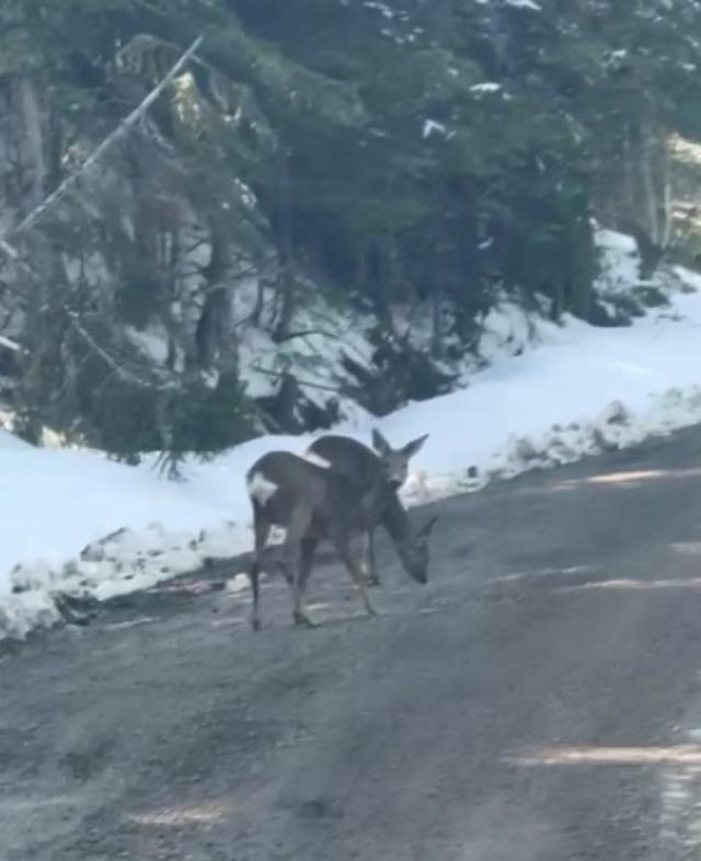 Kastamonu&rsquo;da karacalar su i&ccedil;erken g&ouml;r&uuml;nt&uuml;lendi 1