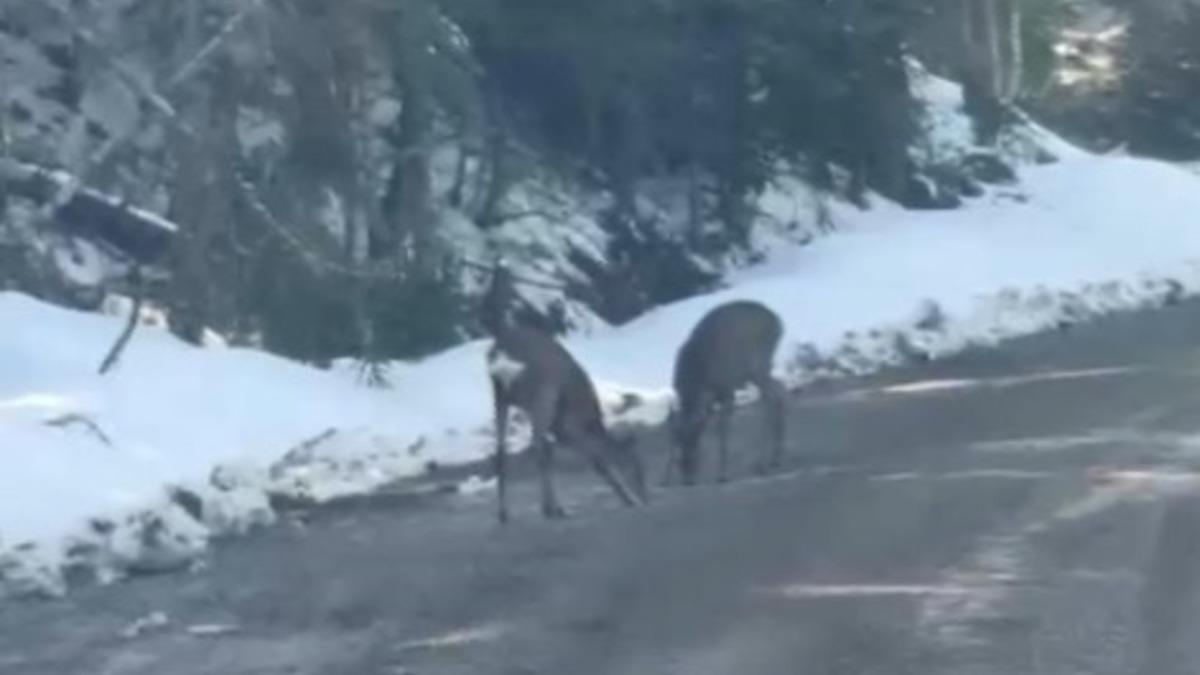 Kastamonu’da karacalar su içerken görüntülendi