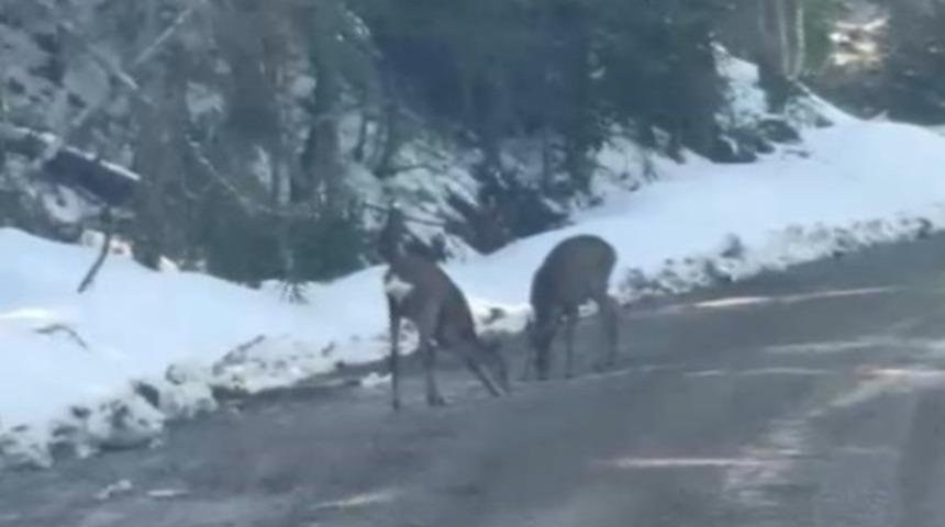 Kastamonu&rsquo;da karacalar su i&ccedil;erken g&ouml;r&uuml;nt&uuml;lendi