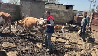Cizre&rsquo;de hayvan sağlığı i&ccedil;in yoğun mesai