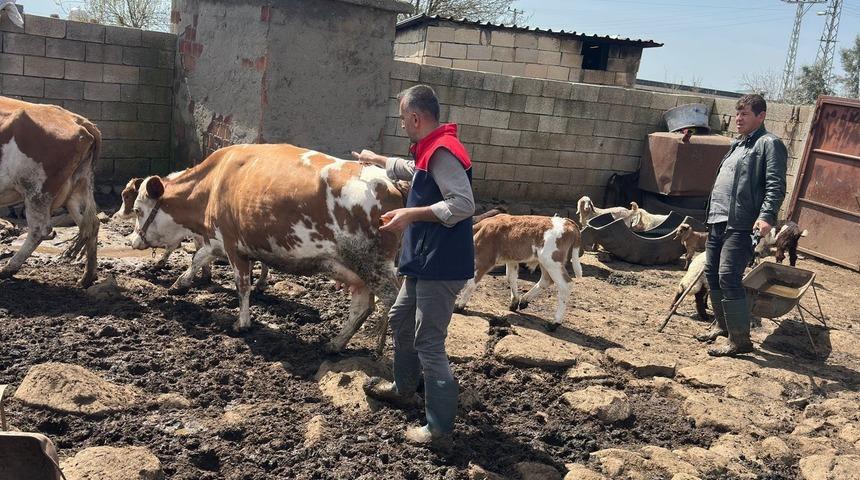 Cizre&rsquo;de hayvan sağlığı i&ccedil;in yoğun mesai