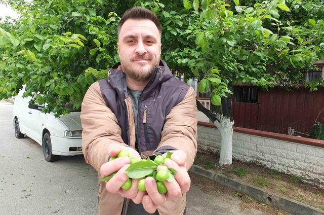 Balıkesir&rsquo;de ilk erik hasadı yapıldı 2
